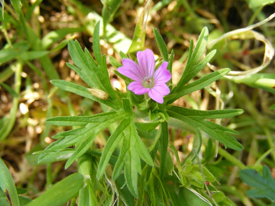 Geranium columbinum